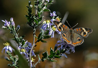Wildlife