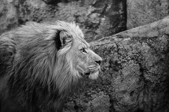 " A Lions Gaze"