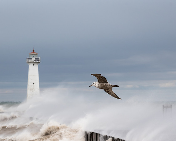 Sodus Point Seagull 8x10
