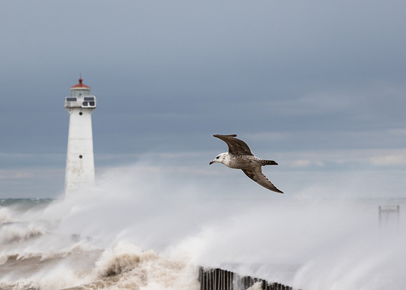 Sodus Point Seagull 5x7