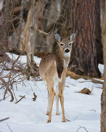 "Winter Whitetail Deer" Rochester,NY