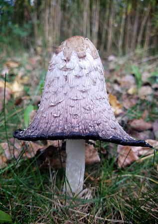 "The Mushroom"