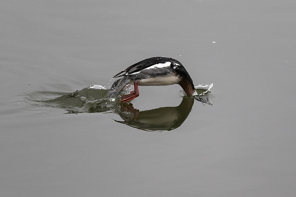 "Diving Duck"