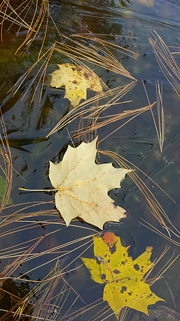 "Leaves On Ice"