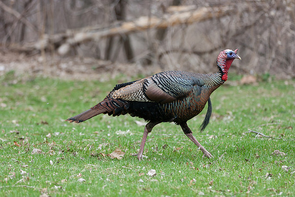 "Wild Turkey"   Rochester,NY